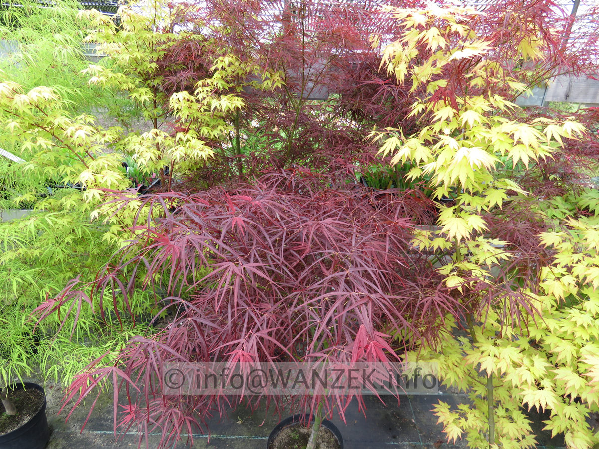 Acer palmatum Red Pygmy - Austrieb.JPG